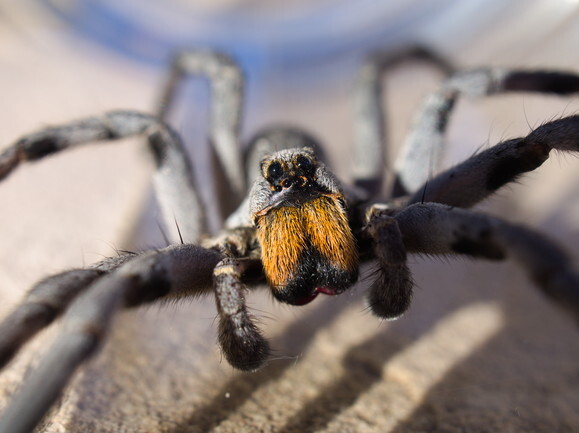 Carolina wolf spider